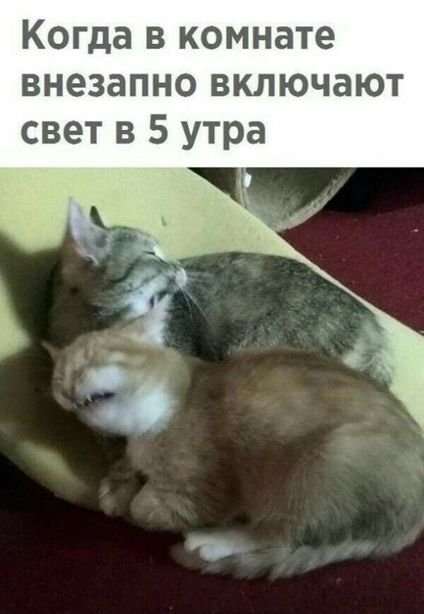 Когда в комнате внезапно включают свет в 5 утра
