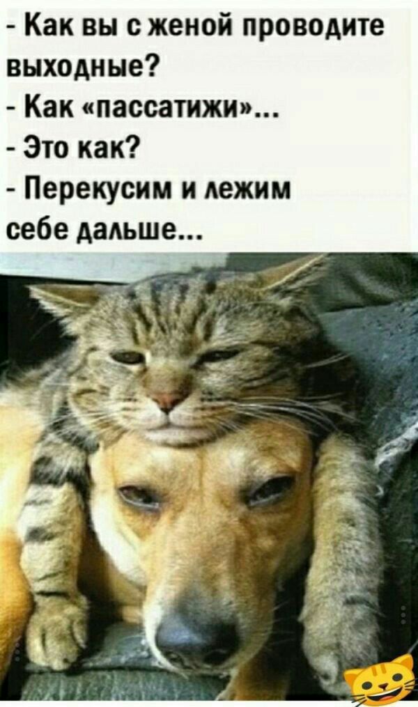 Как вы с женой проводите выходные Как пассатижи Это как Перекусим и лежим себе дадьше