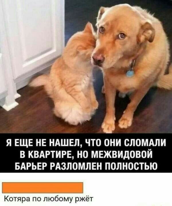о _ на _ Я ЕЩЕ НЕ НАШЕЛ ЧТО ОНИ СЛОМАЛИ В КВАРТИРЕ НО МЕЖВИДОВОЙ БАРЬЕР РАЗЛОМЛЕН ПОЛНОСТЬЮ отяра по любому ржёт
