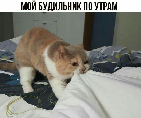 МОЙ БУДИЛЬНИК ПП УТРАМ С 1 _ж