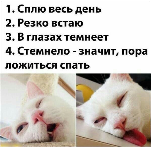 1 Сплю весь день 2 Резко встаю 3 В глазах темнеет 4 Стемнело значит пора ложиться спать