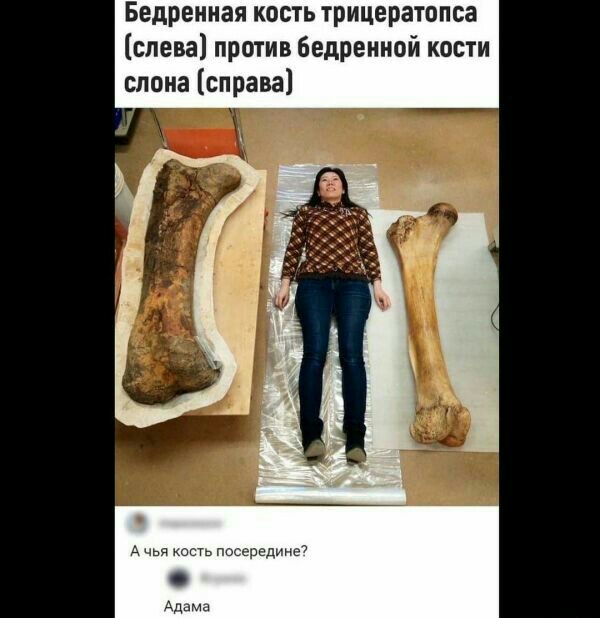 Бедреиная кость трицератопса слева против бедренной кости слона справа д чья ность передины адам