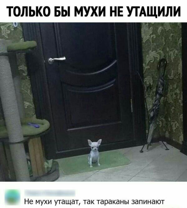 ТОЛЬКО БЫ МУХИ НЕ УТАЩИЛИ Не мухи утащат так тараканы запинают
