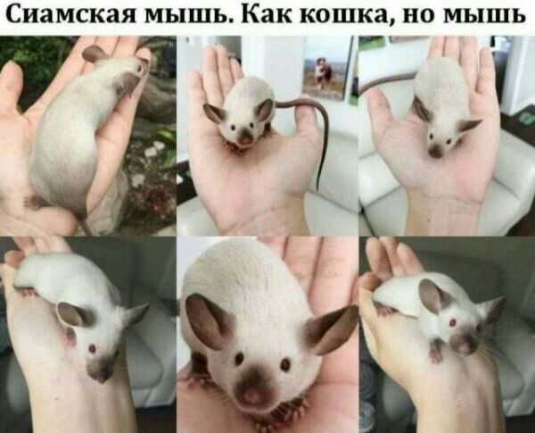 Сиамская мышь Как кошка но мышь _ Ь
