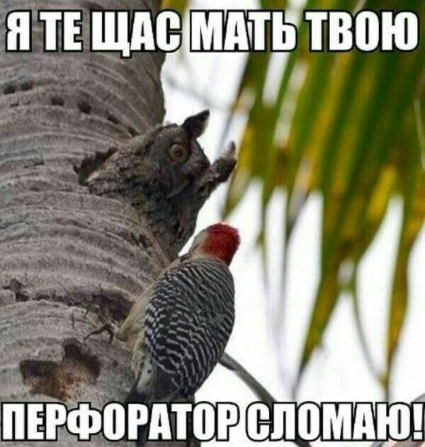 и тв щде мштьтвою ПЕРФогдтог ищю
