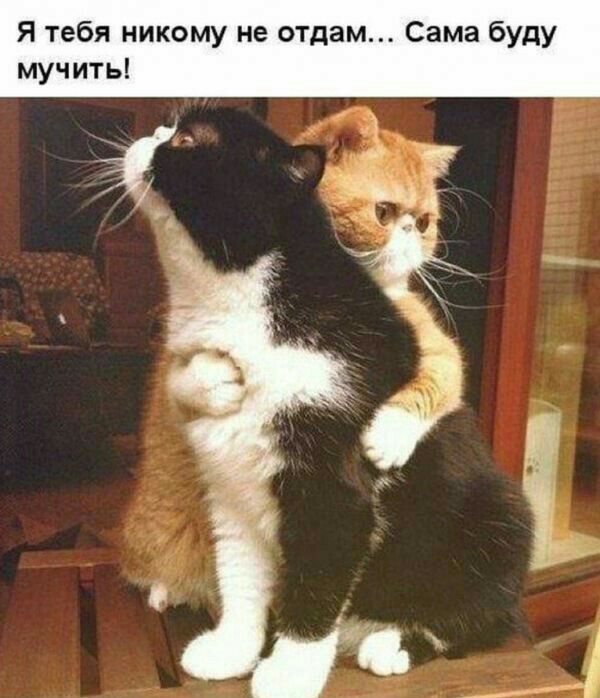 Я тебя никому не отдам Сама буду мучить
