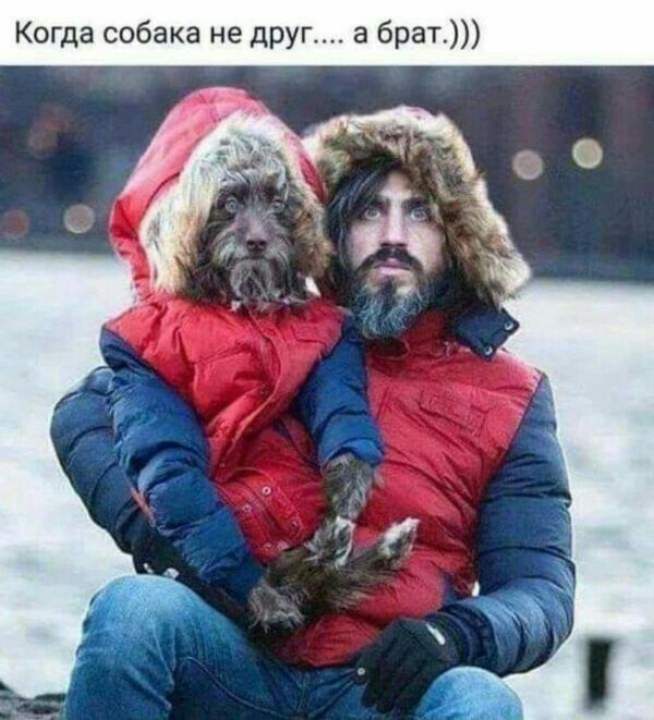 Когда собака не друг а брат