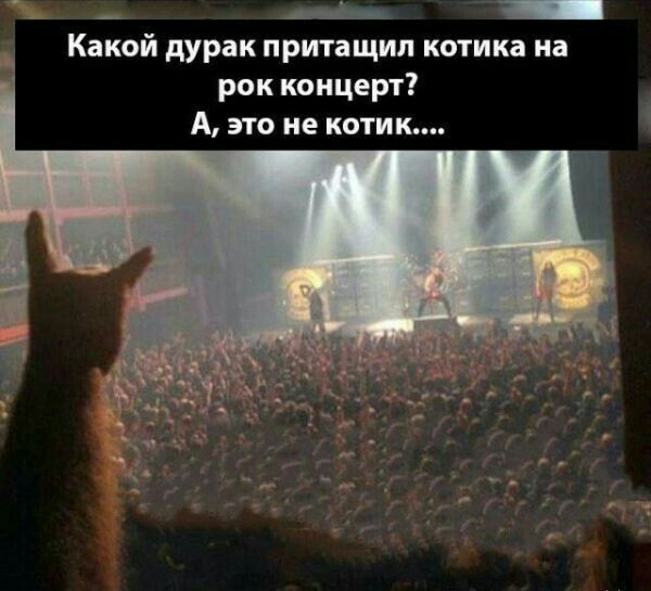 _ _ _і _ Какой дурак притащил котика иа рок концерт А это не котик