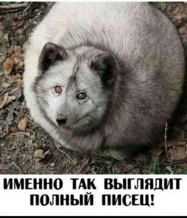 ИМЕНН0 ТА ВЫГЛЯДИТ ПОЛНЫМ ПИСЕЦ
