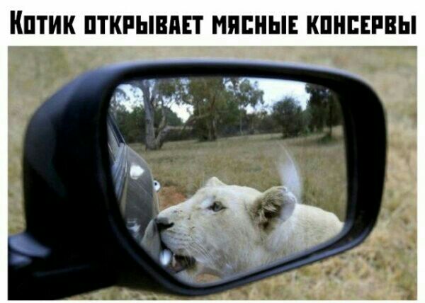 КПТИК ПТКРЫВПЕТ НПЕПЫЕ КПНЕЕРВЫ