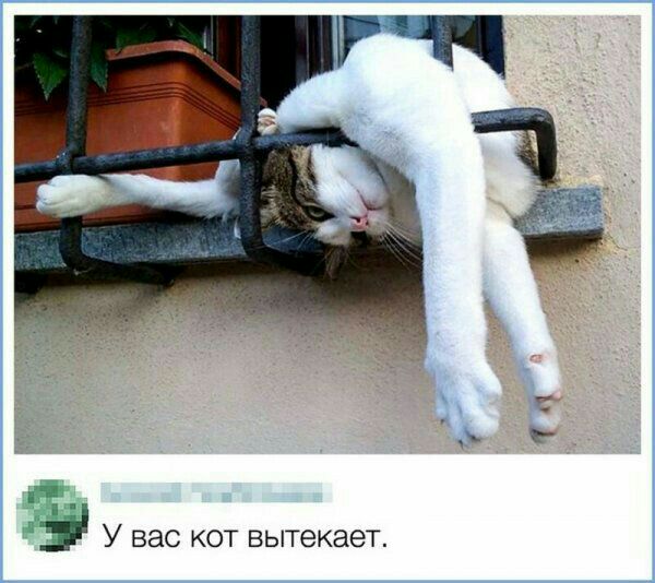 У вас кот вытекает