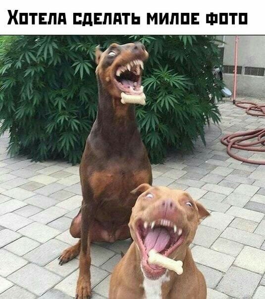 ХПТЕПП СДЕЛАТЬ МИЛПЕ ФПТП
