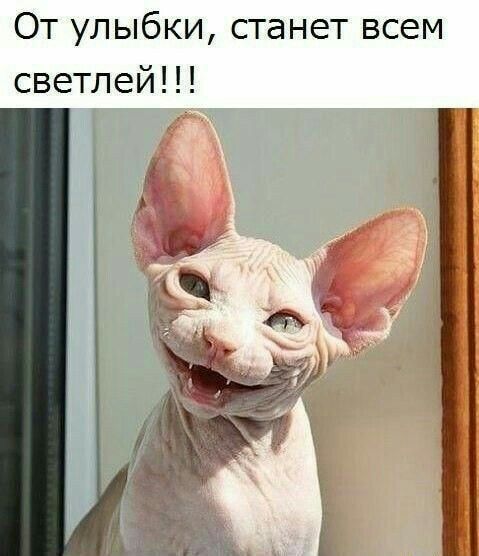 От улыбки станет всем светлей