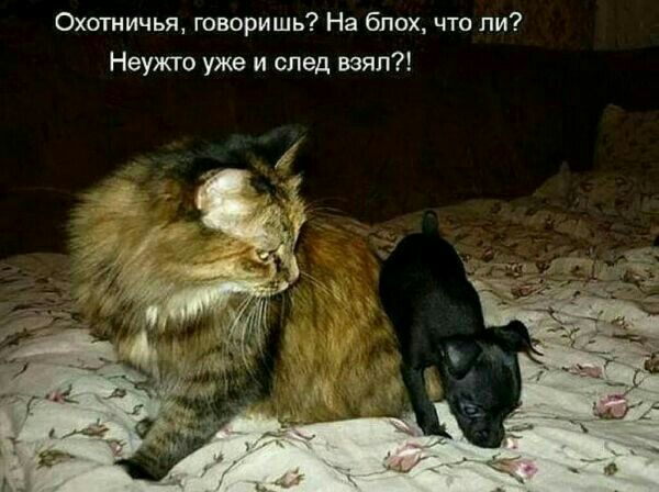 Охотничья творить На бппх что пи Неужт уже и след взял