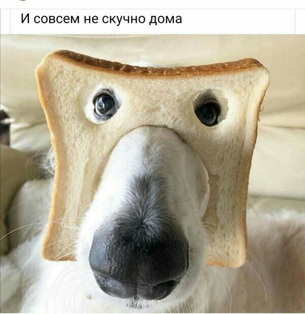 И совсем не скучно дома