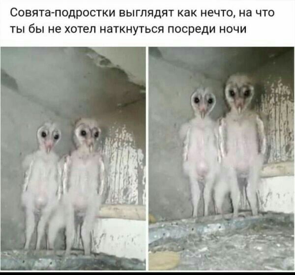 Сента подростки выглядят как нечто на что ты бы не хотел наткнуться посреди ночи