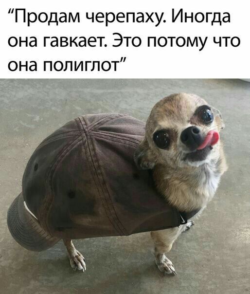 Продам черепаху Иногда она гавкает Это потому что она полиглот