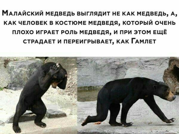 МАЛАЙСКИЙ мЕдвЕдь выглядит не КАК мЕднЕдь А кдк человек костюмв медведя котпгый очень плохо ИГРАЕТ роль мЕдвЕдя и при этом еще СТРАДАЕТ и ПЕРЕИГРЫВАЕТ км ГАМЛЕТ