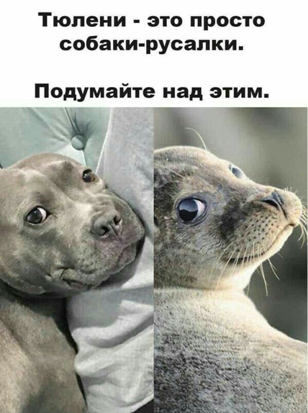 Тюпени это просто собаки русалки Подумайте над этим