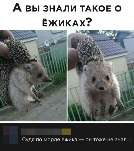 А вы ЗНАПИ ТАКОЕ о ЁЖИКАх Судя по морде ёжика _ он Тоже не знал