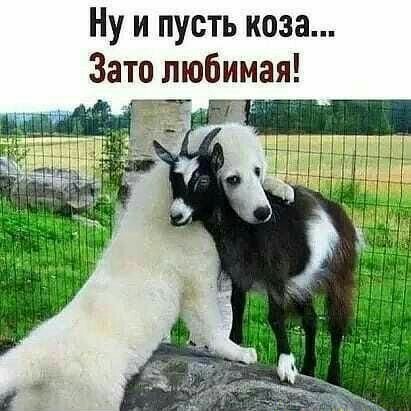 Ну и пусть коза Зато любимая г