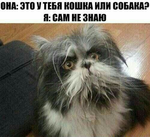 ШШ ЗП ТЕБЯ иошид ИЛИ ВПБМЩ П ШШ ЗНАЮ