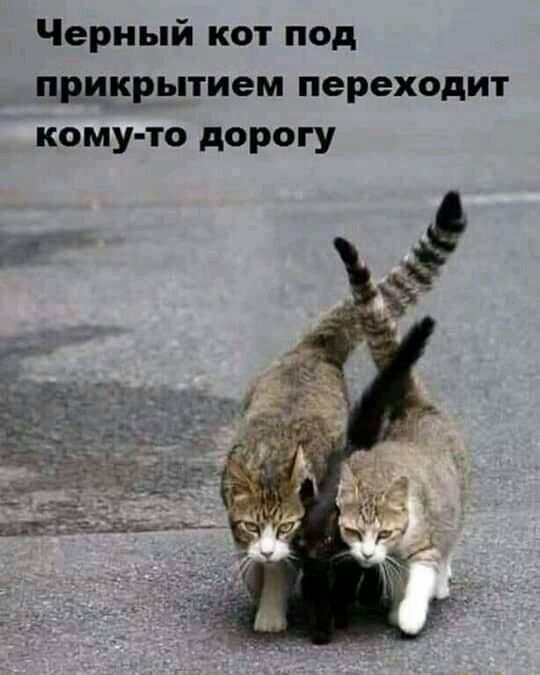 Черный кот под прикрытием переходит кому то дорогу