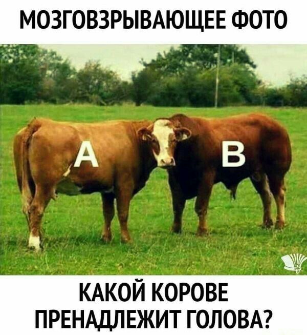МОЗГОВЗРЫВАЮЩЕЕ ФОТО А ЭВ КАКОЙ КОРОВЕ ПРЕНАДЛЕЖИТ ГОЛОВА