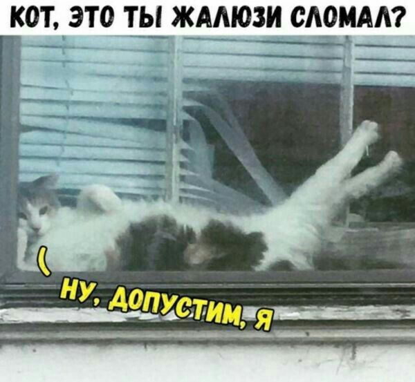 К0Т ЭТО ТЬ__ ЖАЛЮЗИ СЛОНА