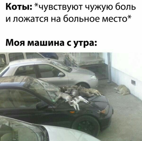 Коты чувствуют чужую боль и ложатся на больное место МОЯ машина С утра