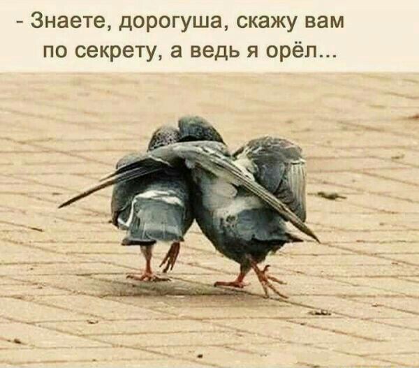 Знаете дорогуша скажу вам по секрету а ведь я орёл