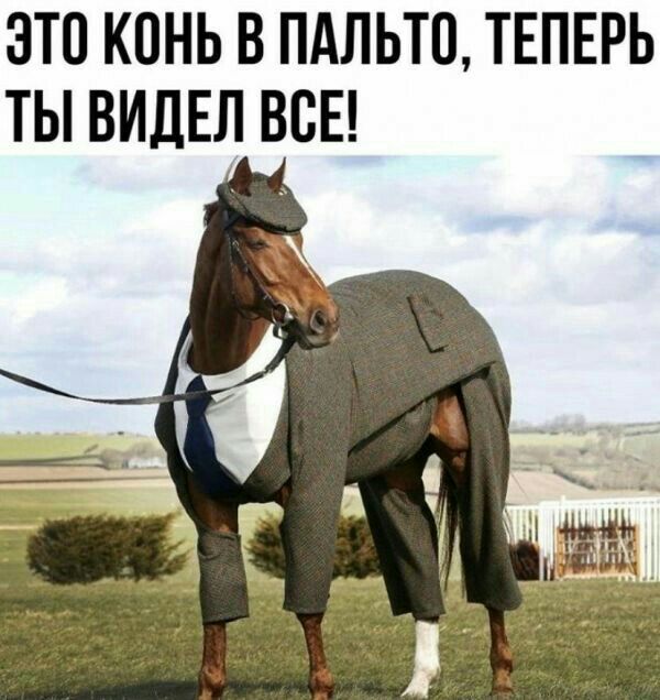 ЭТО К0НЬ В ПАЛЬТО ТЕПЕРЬ ТЫ ВИДЕЛ ВСЕ