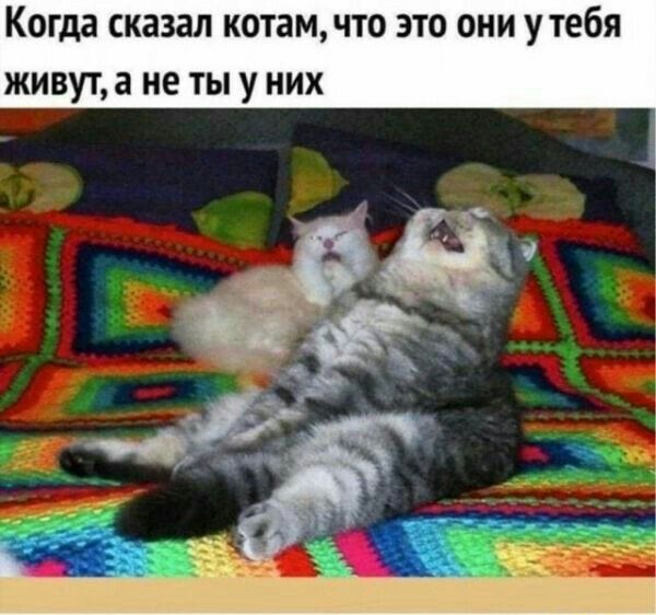 Когда сказал котамчто это они утебя живут а не ты у них