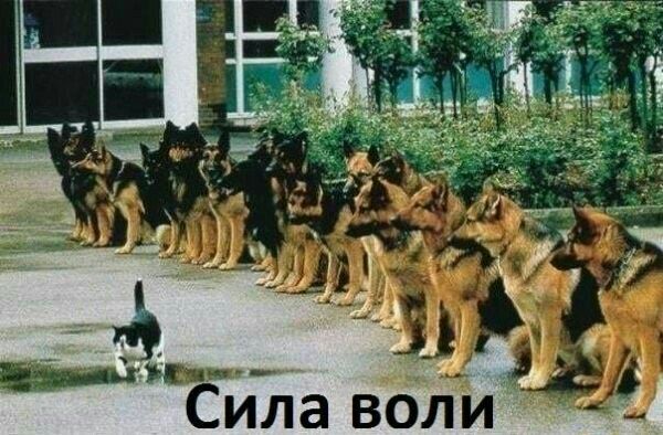 вол Г х