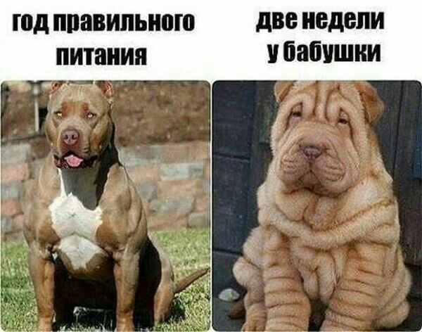 юд правильного две недели питания упавшим