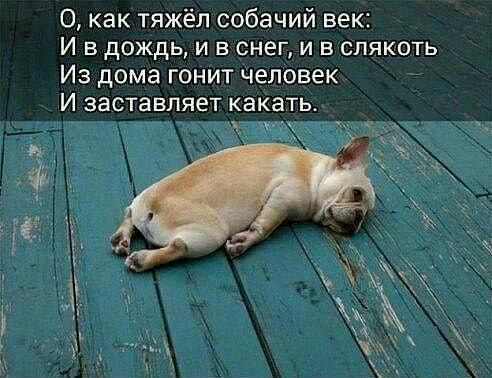 о как тяжёл собачий век И в дождь и в снег и в слякоть Из дома гонит человек И заставляет какать