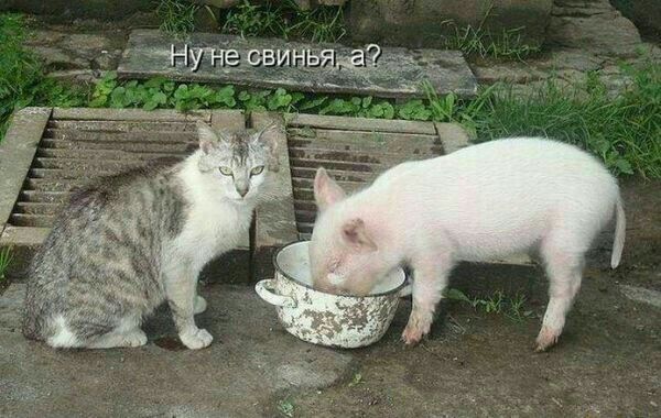 тутеинъаледаді кю _в_тг
