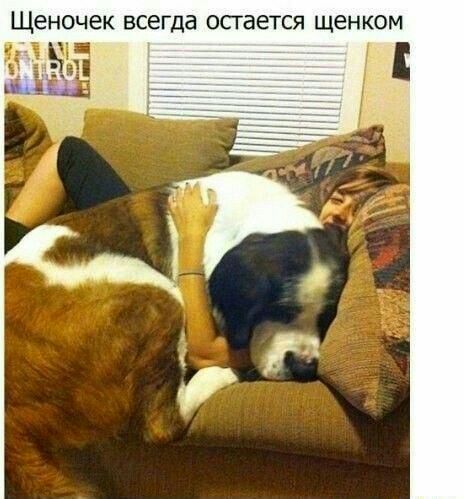 Щеночек всегда остается щенком