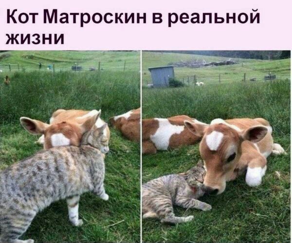 Кот Матроскин в реальной