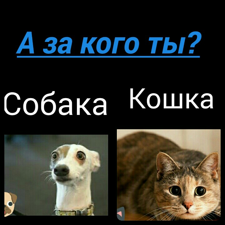 А за кого ты Собака КОШКЭ