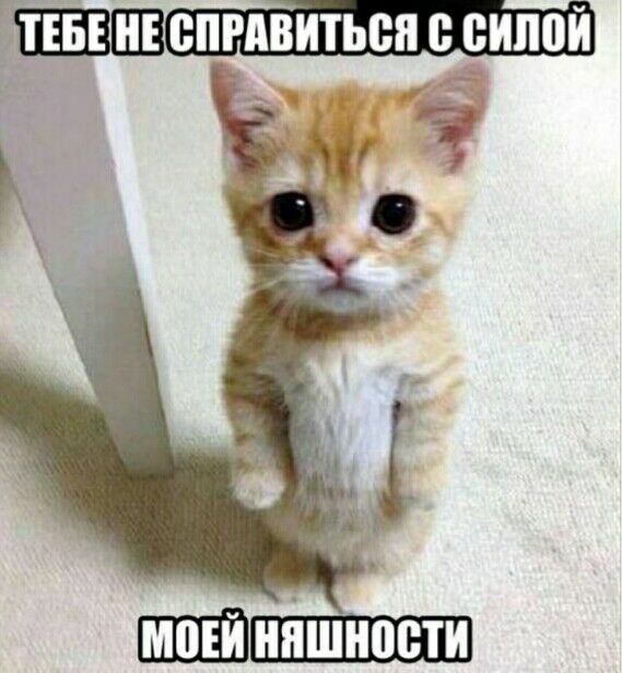 ЁТЕБЕ НЕ ВПРАВИТЬСП СИЛПЙ шпШиншности