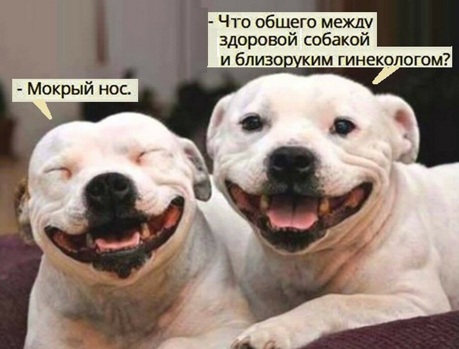 Что общего между здоровой собакой им гинекологом