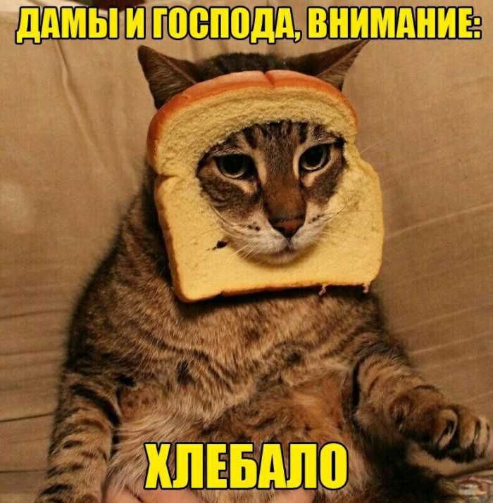 ТЁ шип
