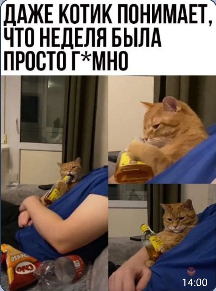 дАЖЕ котик понимдвт что НЕДЕЛЯ вылд прости гмнп Г 1400 А