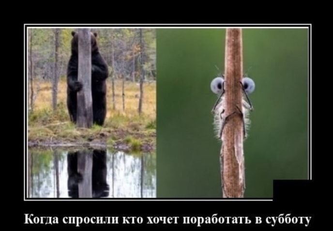 Когда спросили кю хочет поработать в субботу