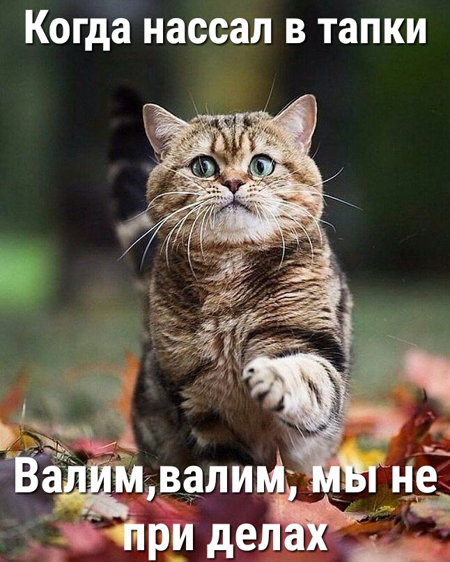 Когда нассал в тапки