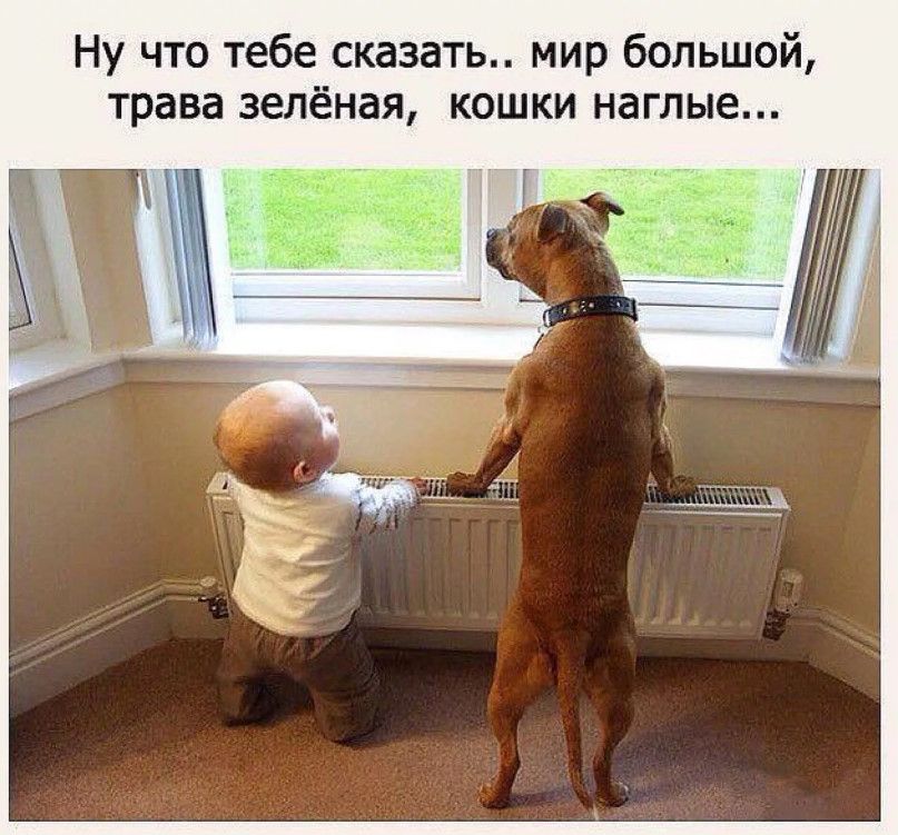 Ну что тебе сказать мир большой трава зелёная кошки наглые