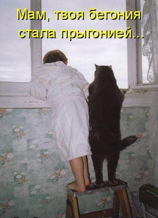 Мп, твоя бегон слала, прыгонией