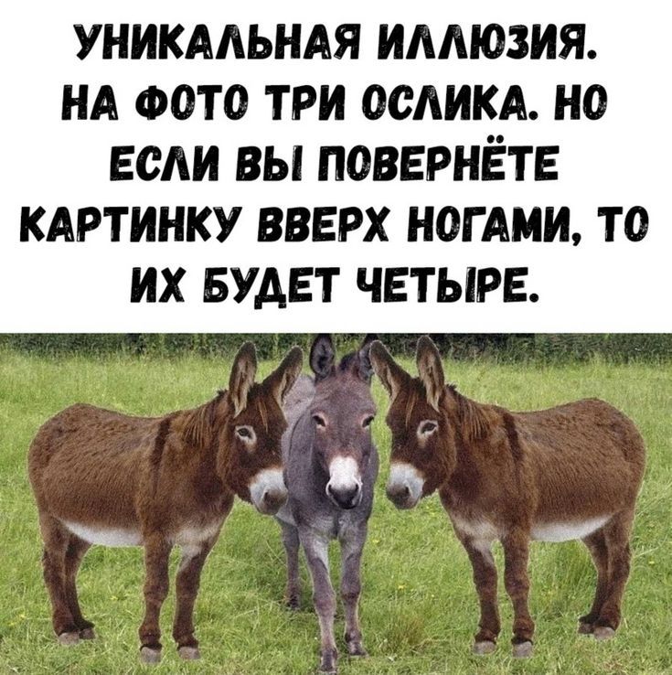 Уникальная иллюзия. На фото три ослика. Но если вы повернёте картинку вверх ногами, то их будет четыре.