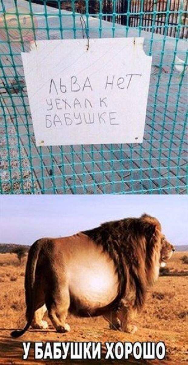 Шц , азер и хорош